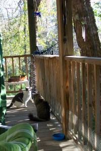 Kitty confrontation, Scrounge Cat 4 (aka Buddy) in foreground with Scrounge Cat 1