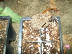 coleus and potting mix