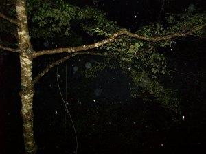 Enlarge and you can see the creek below. The water is brown.