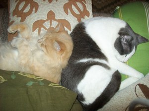 Catching some ZZZs and taking over the couch.