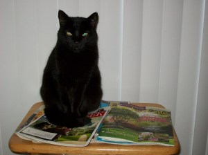 Scrounge Cat # 2 picks her next spot