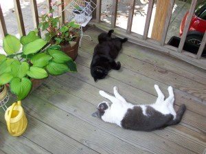 Roach control is not in their job description